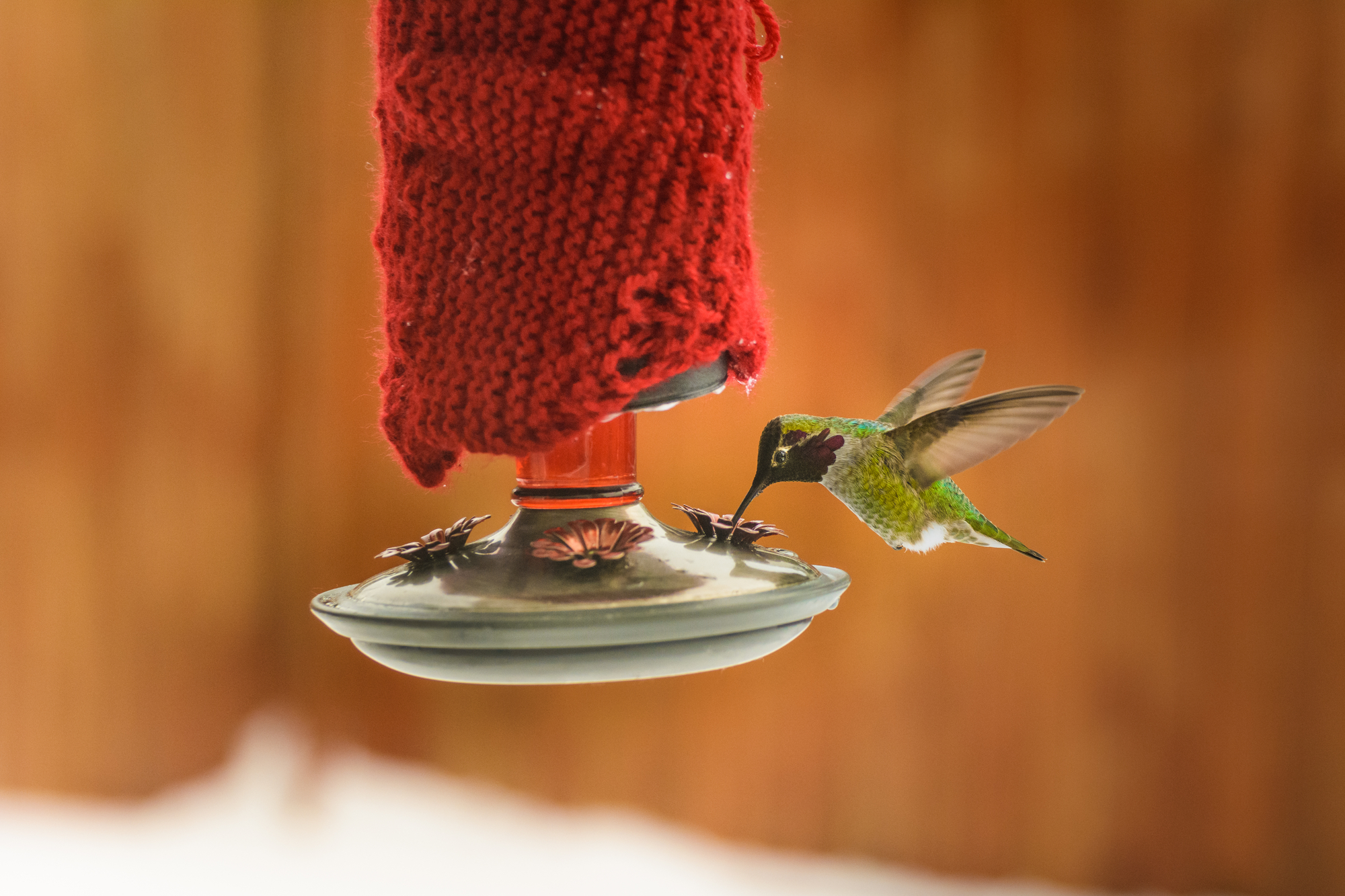 ¿Cómo encuentran los comederos los colibríes? Consejos para su patio trasero!