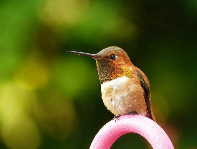¿Cómo encuentran los comederos los colibríes?