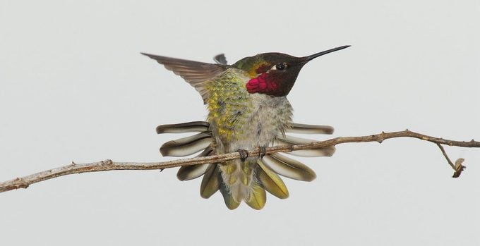 22 hechos asombrosos sobre colibríes - Birds and Blooms