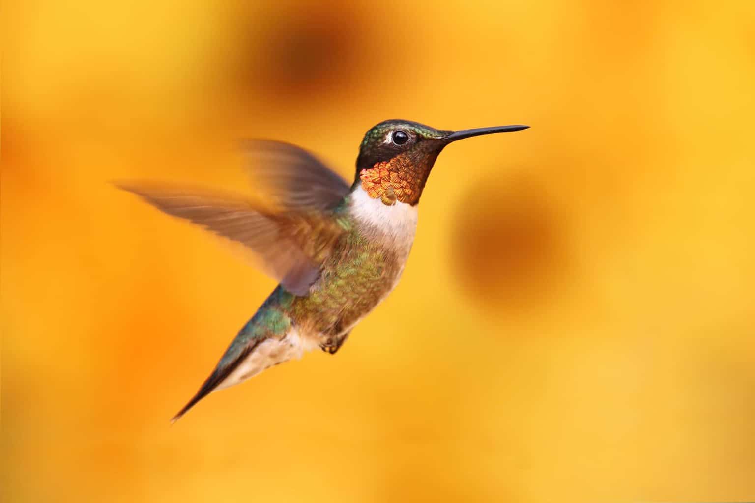 ¿Cuál es la historia con los colibríes garganta amarilla?