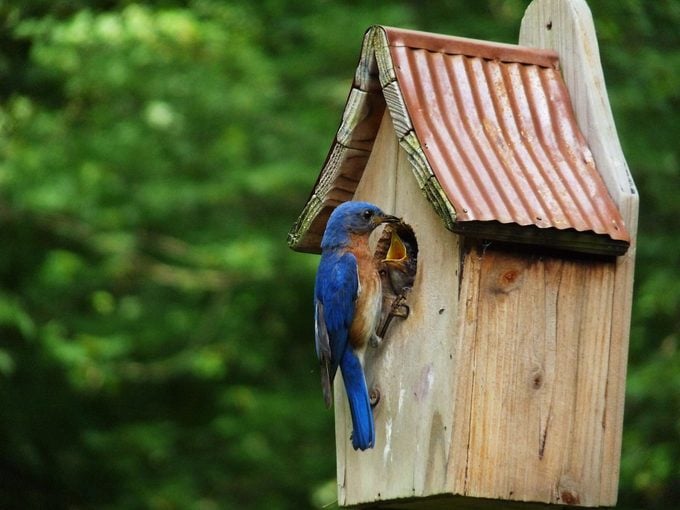 Elija las mejores casas para pájaros para atraer más pájaros