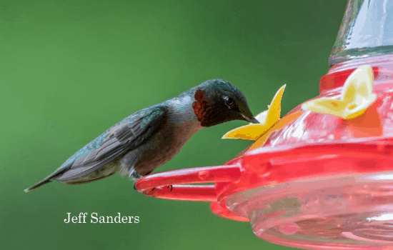 ¿Cuándo desmonto mi comedero para colibríes para el invierno?