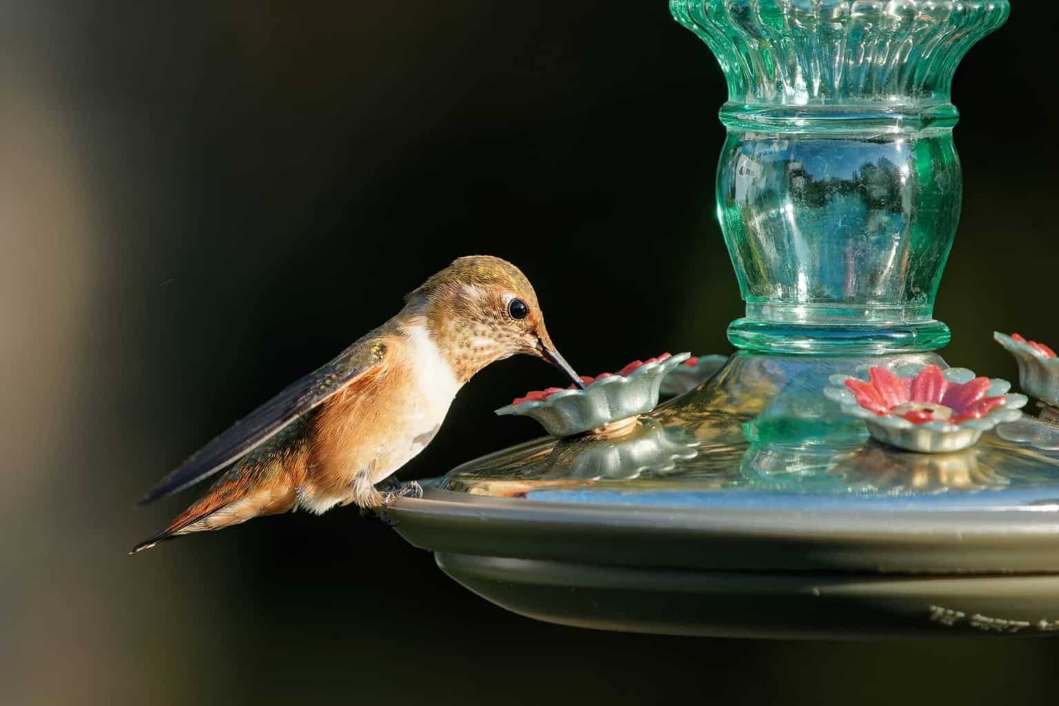 ¿Cuándo llegan y salen los colibríes de Carolina del Norte?