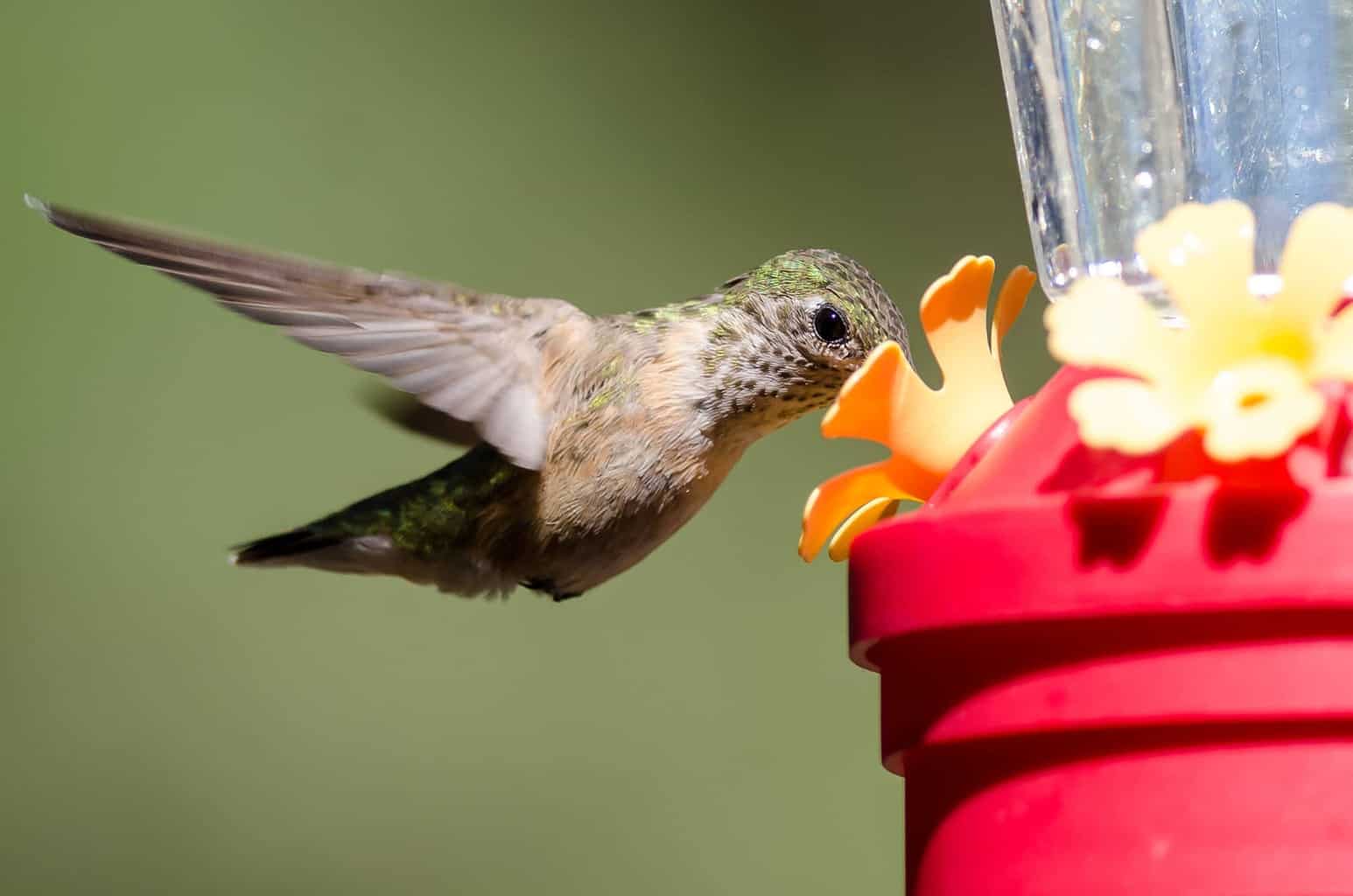 ¿Cuándo llegan y salen los colibríes de Luisiana?