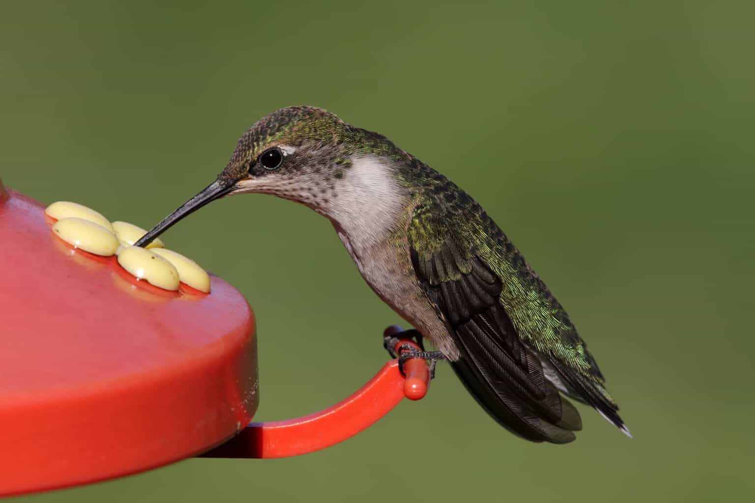 ¿Cuándo llegan y salen los colibríes de Massachusetts?