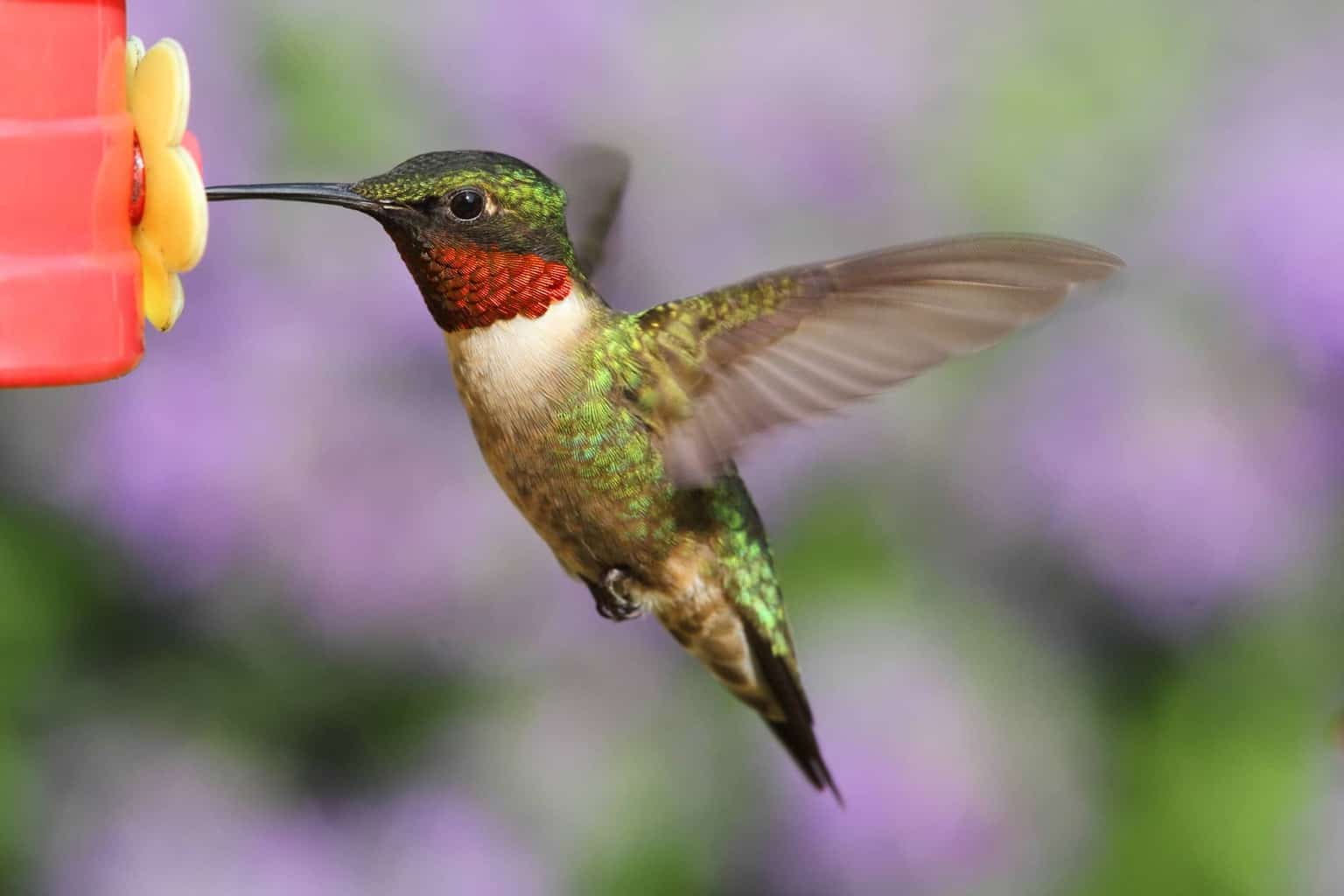 ¿Cuándo llegan y salen los colibríes de Minnesota?