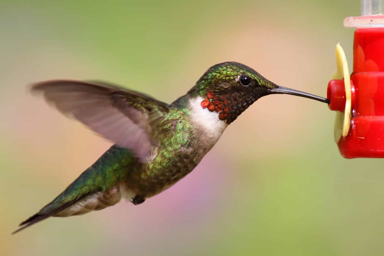 ¿Cuándo llegan y salen los colibríes de Missouri?