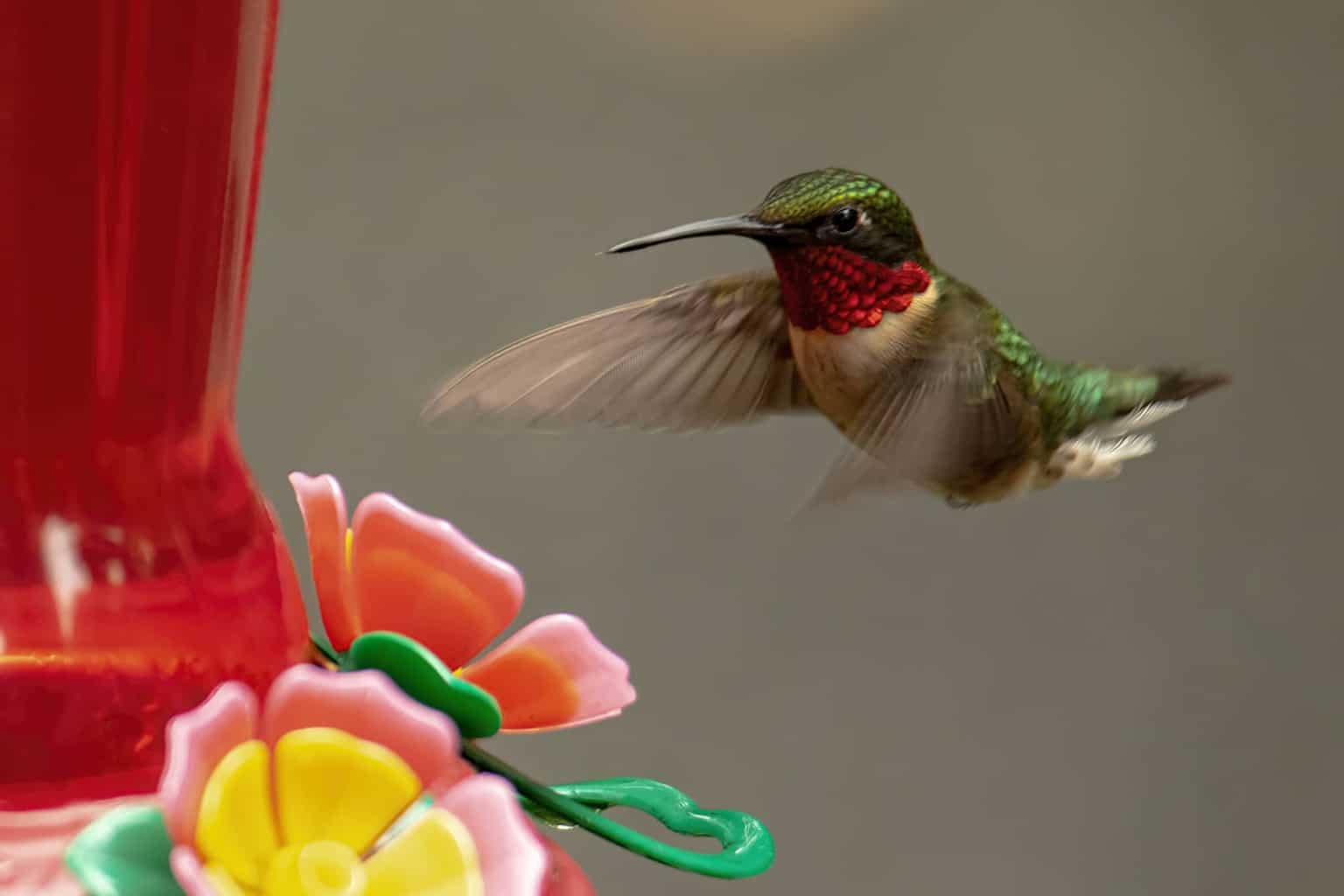 ¿Cuándo llegan y salen los colibríes de Nueva York?