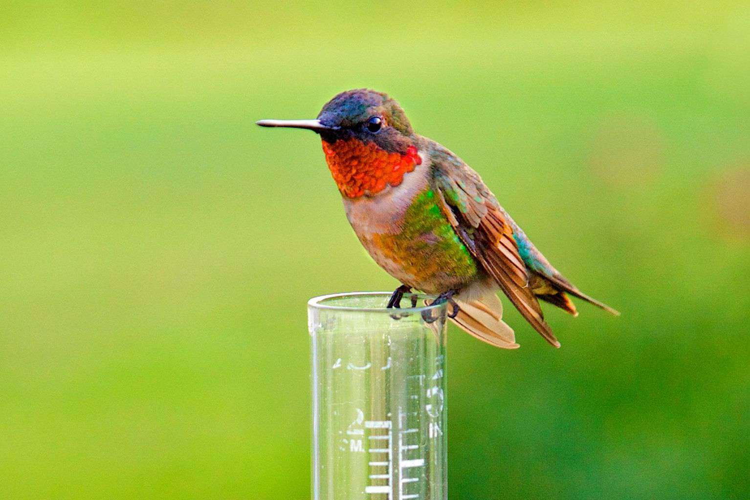 ¿Cuándo llegan y salen los colibríes de Tennessee?