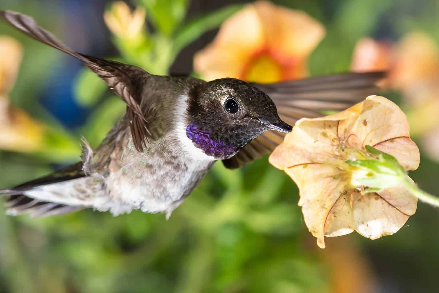 ¿Cuándo llegan y salen los colibríes de Virginia Occidental?