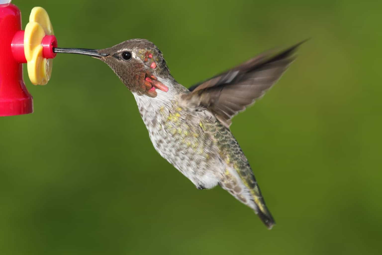 ¿Cuándo llegan y salen los colibríes de Washington?