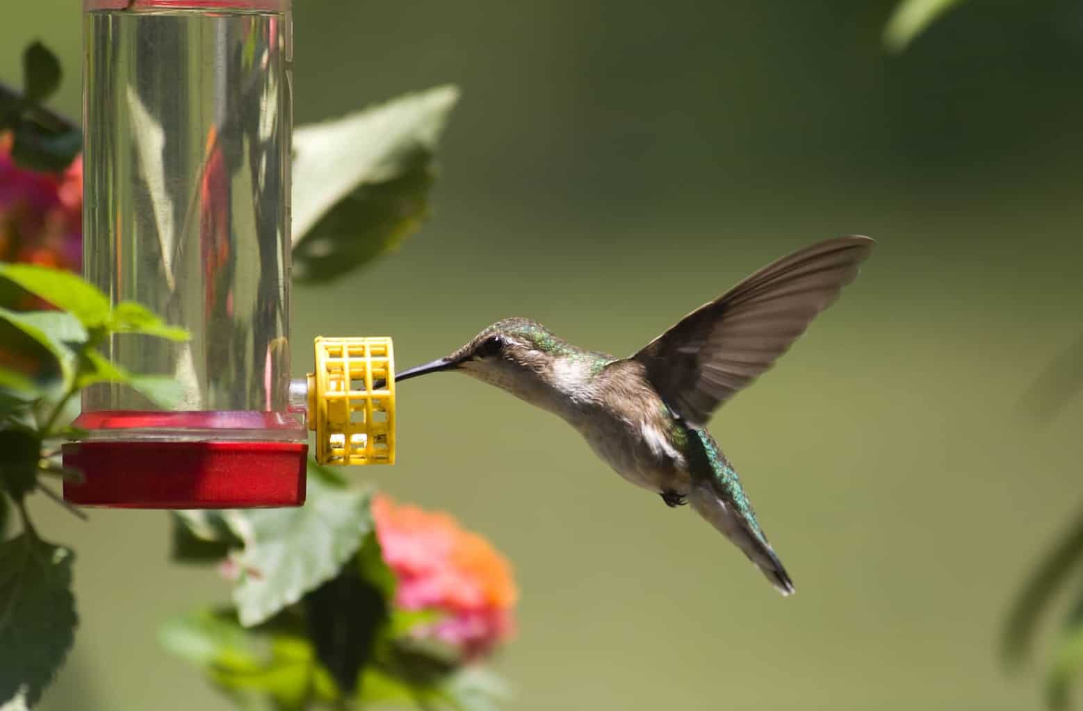 ¿Cuándo llegan y se van los colibríes de Wisconsin?