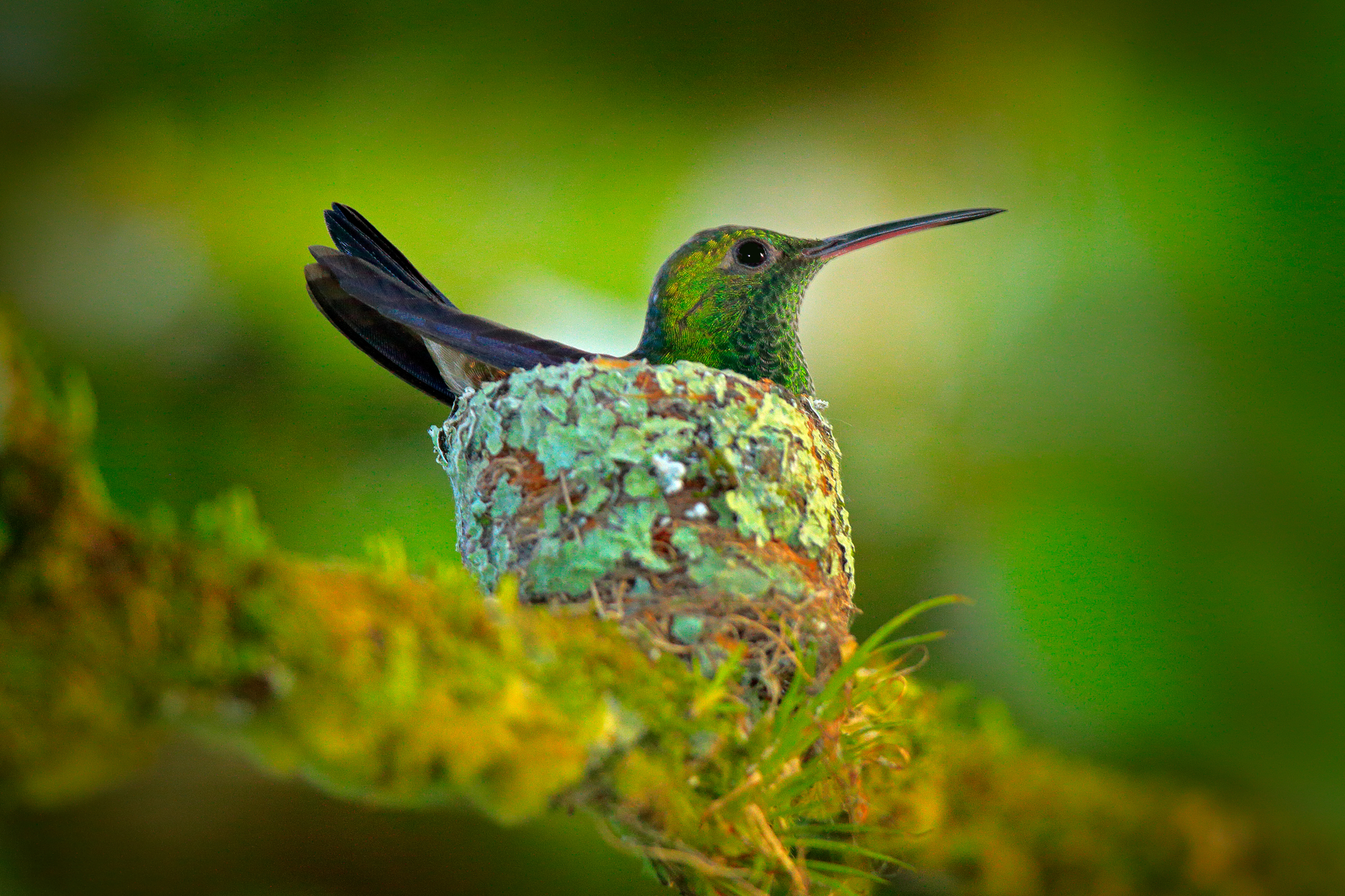 ¿Cuándo ponen huevos los colibríes? ¡Además, otros datos sobre el ciclo de vida!