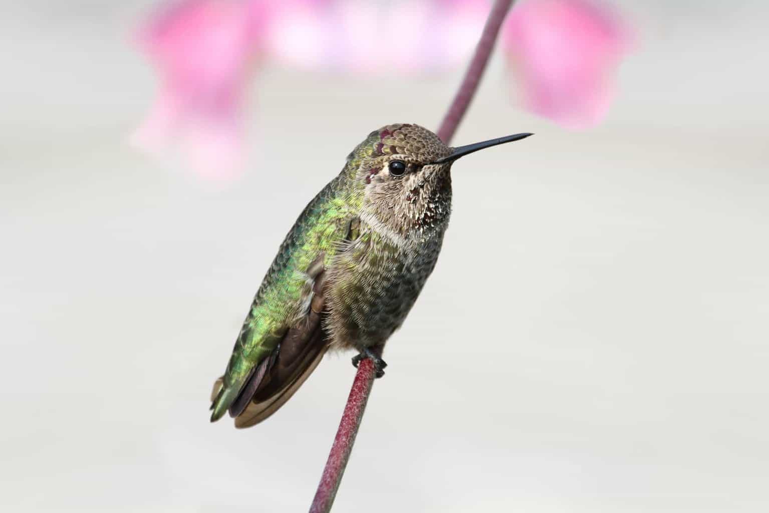 ¿Cuánto tiempo viven los colibríes? Su increíble ciclo de vida