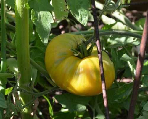 ¿Debe cultivar tomates Heirloom o híbridos?