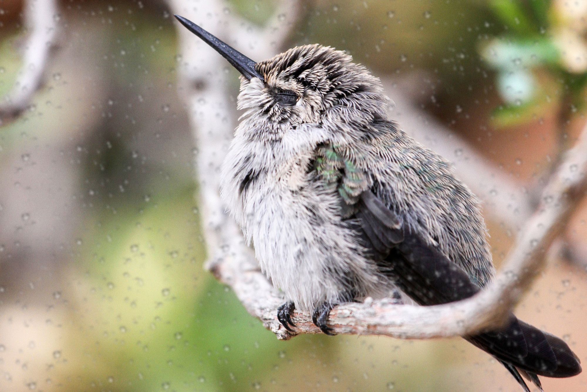 ¿Dónde duermen los colibríes cuando llueve? Datos interesantes