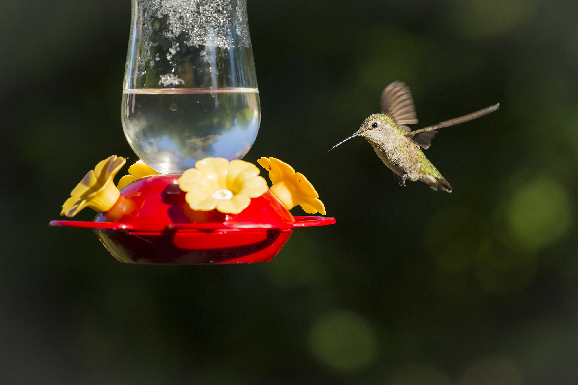 ¿El néctar de colibrí se estropea? Todo lo que necesitas saber