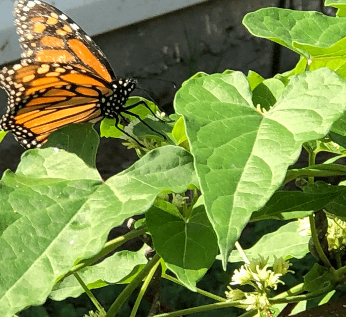 ¿Es Honeyvine Milkweed una planta invasora?