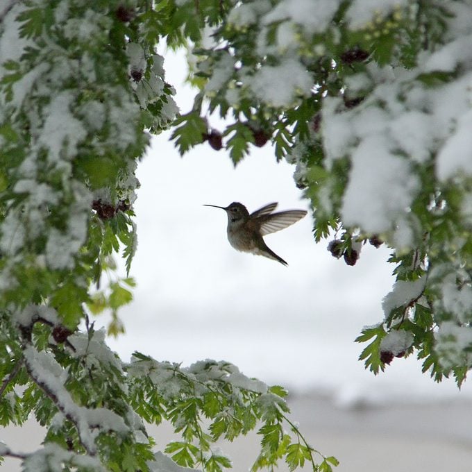 ¿Es seguro congelar el néctar de colibrí?