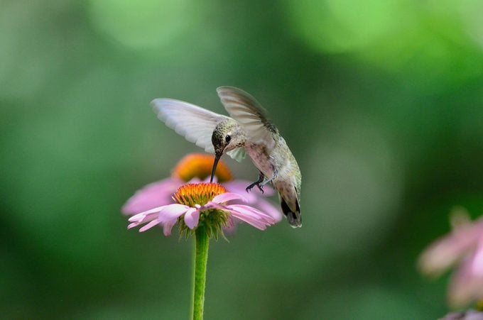 ¿Los avistamientos de colibríes tienen un significado especial?