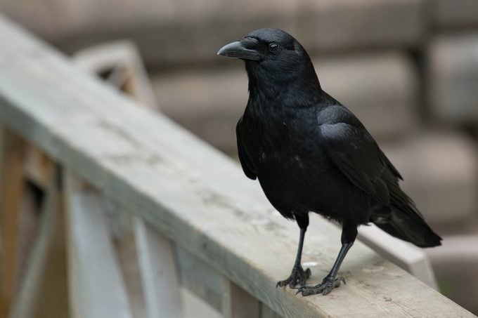¿Los avistamientos de cuervos tienen significado?