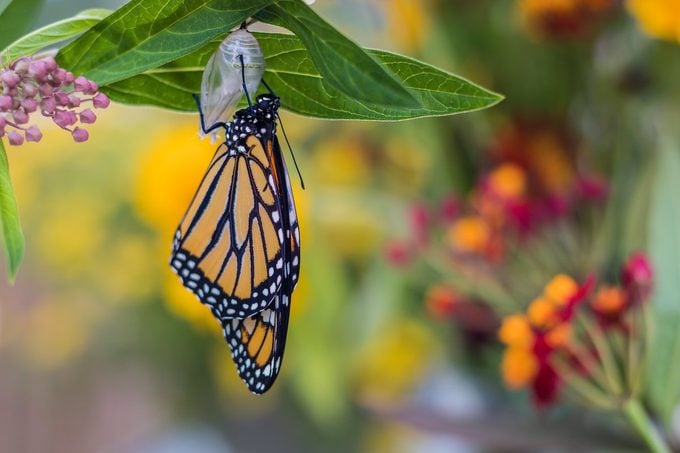¿Los avistamientos de mariposas monarca tienen significado?