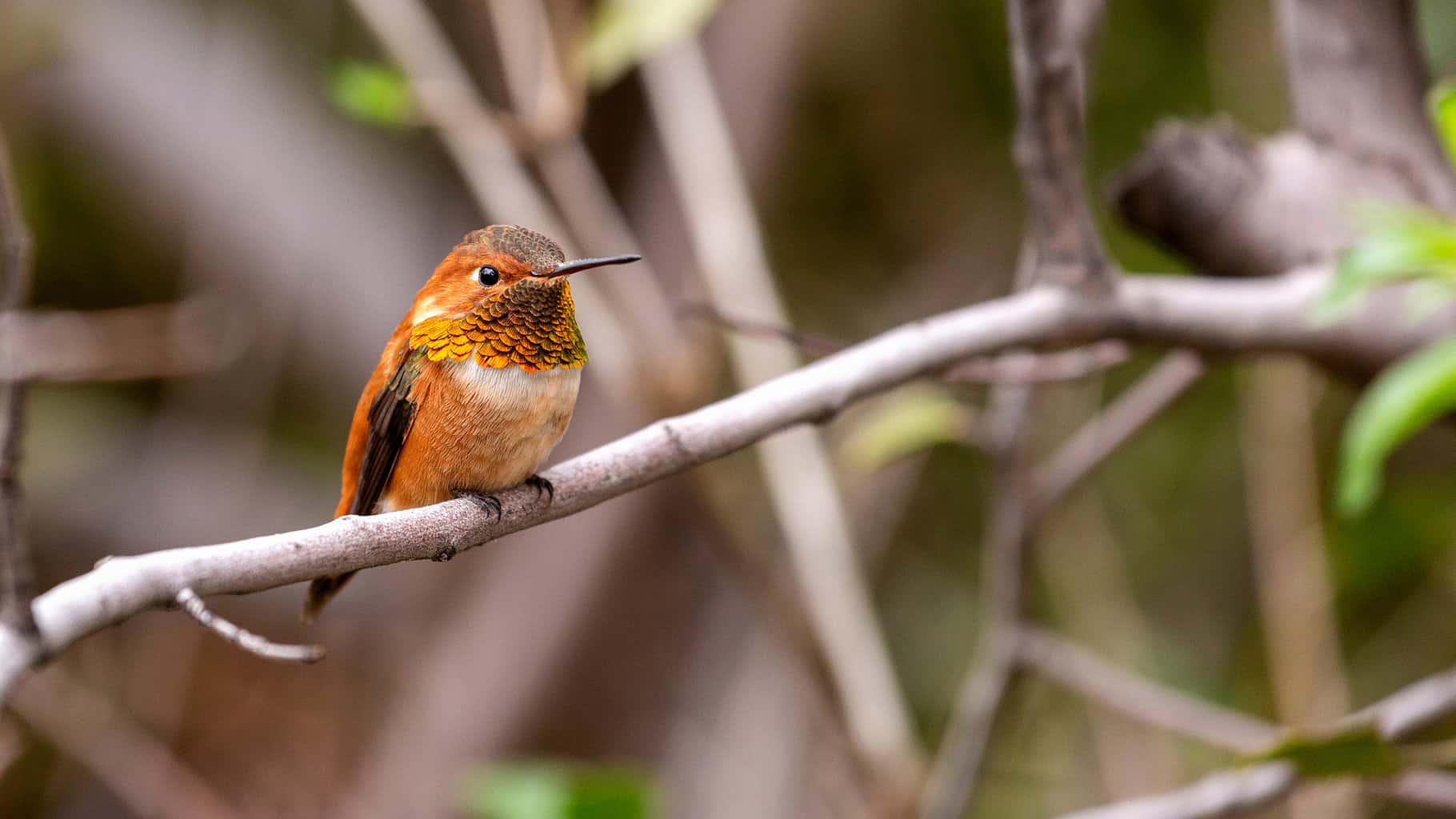 ¿Los colibríes cantan? ¡Todo lo que necesitas saber!