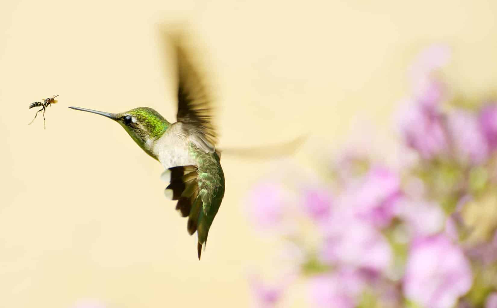 ¿Los colibríes comen insectos? ¡Además, más datos sobre la dieta!