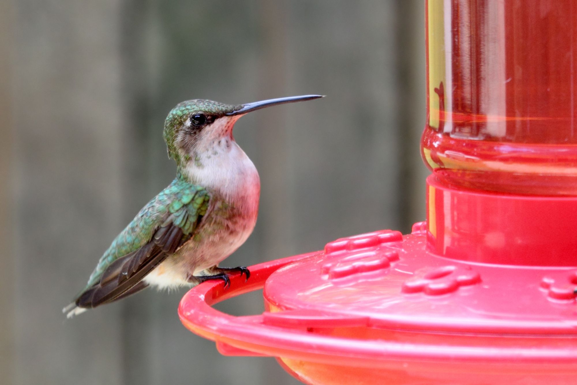 ¿Los colibríes comen jalea de uva? ¿Alguno de los pájaros salvajes lo come?