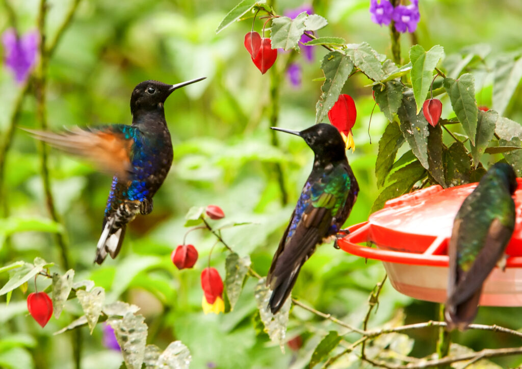 ¿Los colibríes están vaciando su comedero demasiado rápido? – Sigue leyendo
