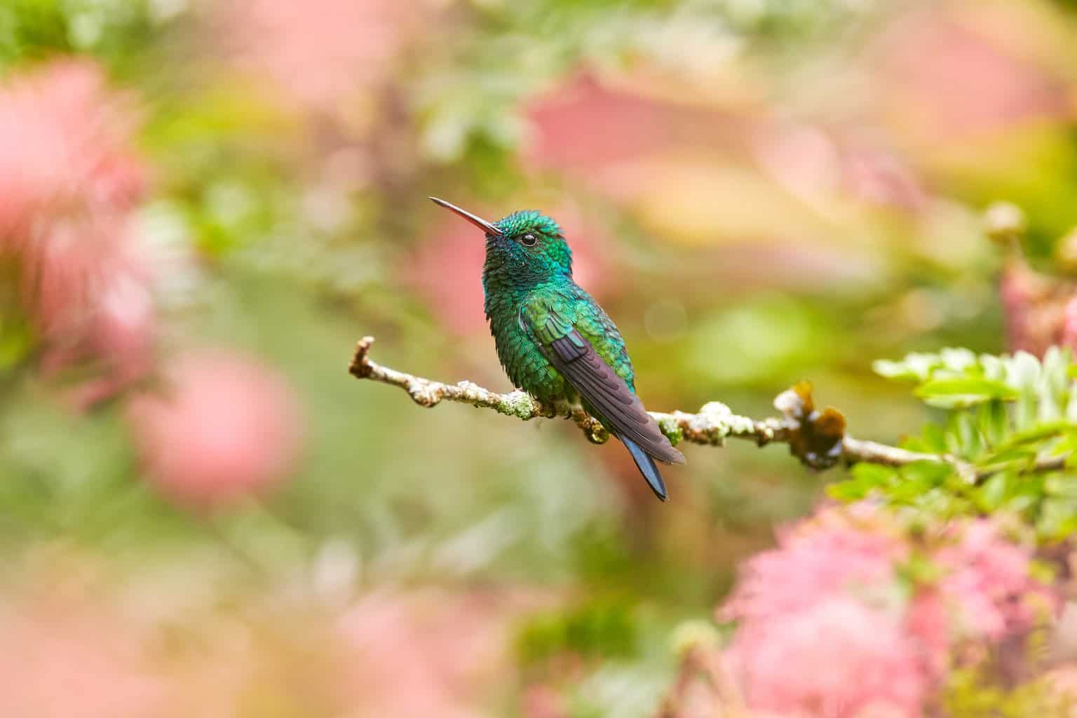¿Los colibríes hacen caca? Datos interesantes para un observador de aves