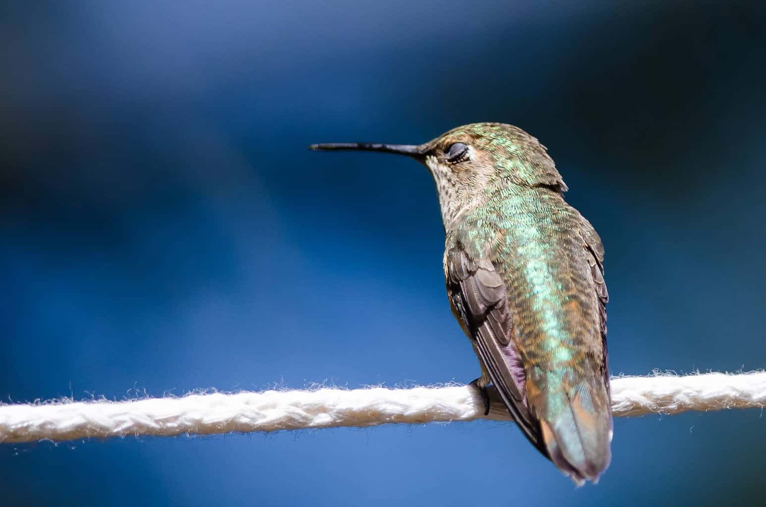 ¿Los colibríes hibernan cuando llega el invierno?