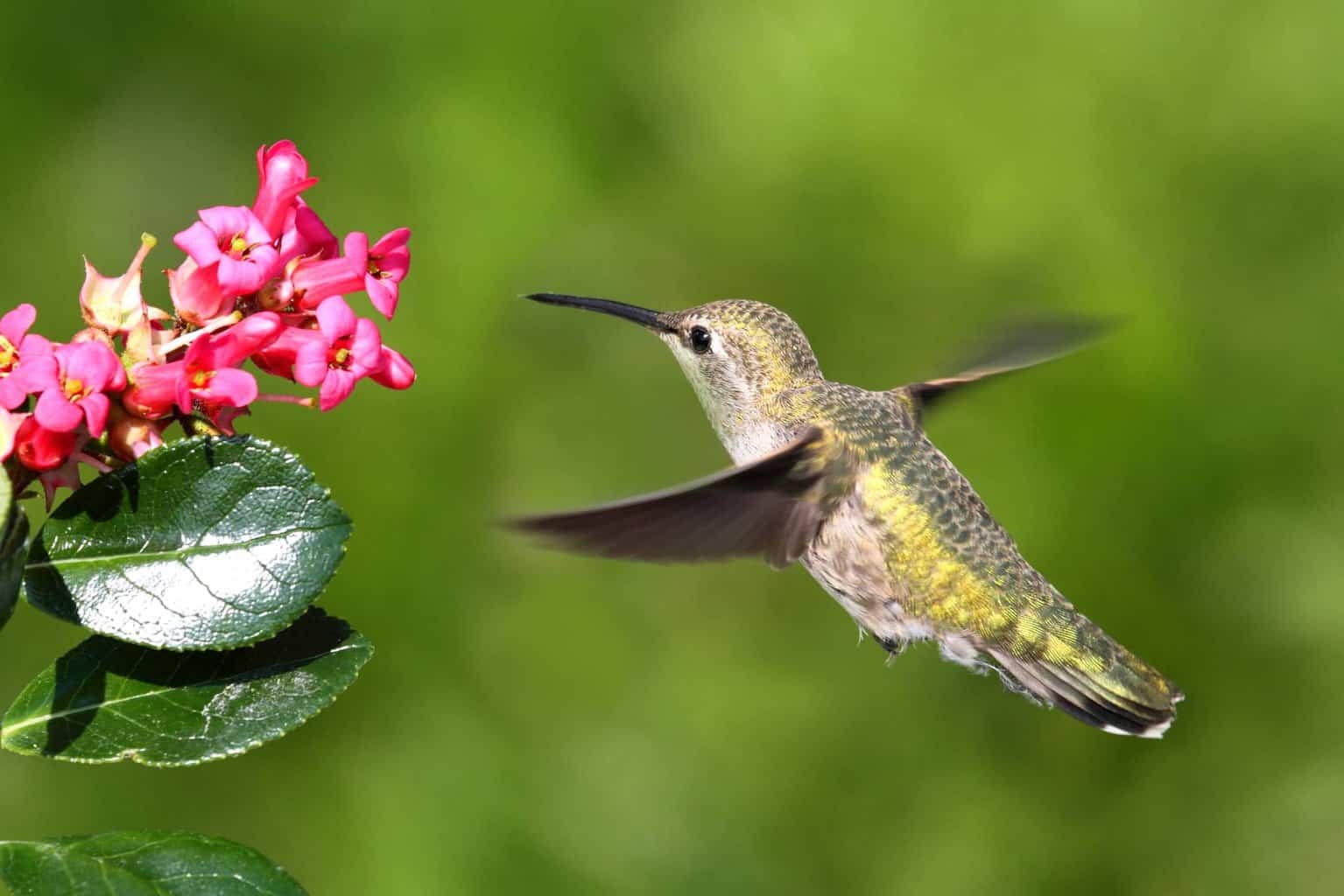 ¿Los colibríes migran? Pajaritos, gran viaje