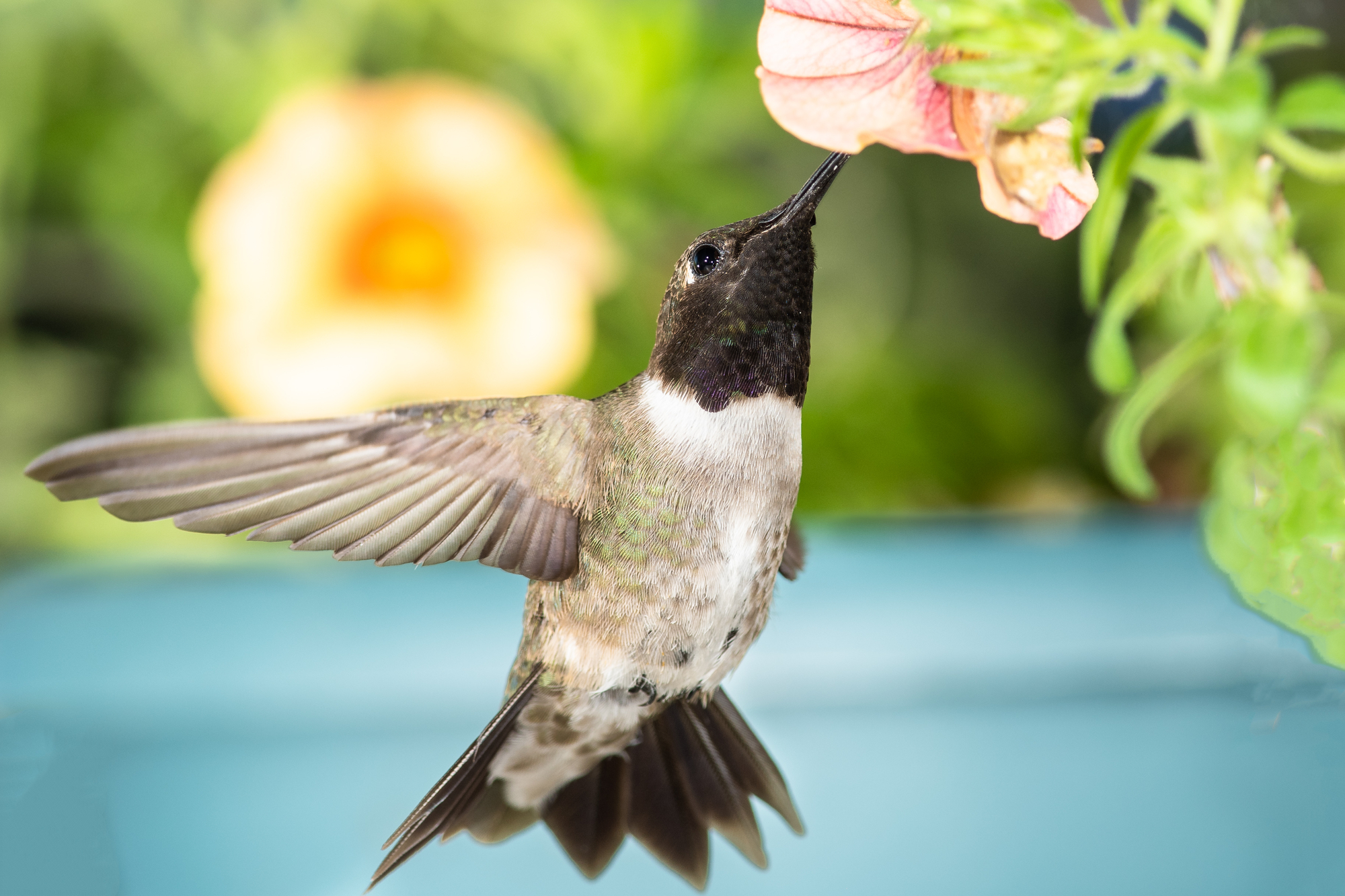 ¿Los colibríes polinizan? ¡Datos interesantes y sorprendentes!