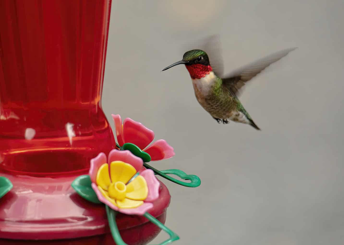 ¿Los colibríes prefieren el néctar casero? ¿Bricolaje o comprar?