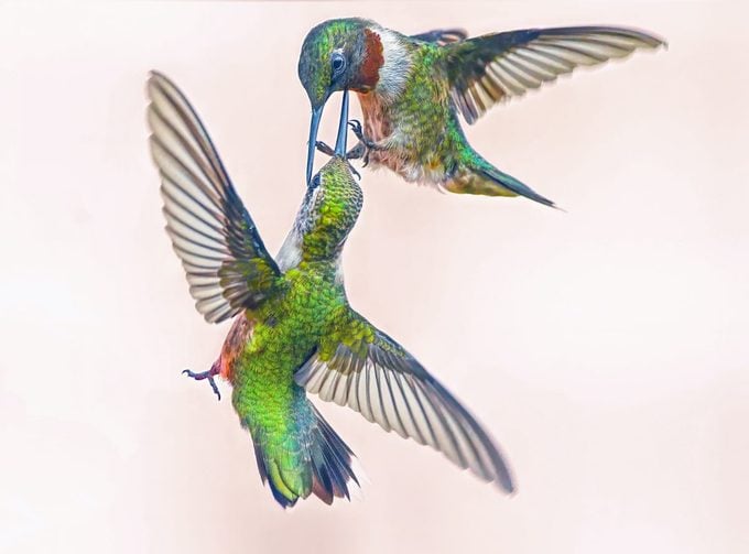 ¿Los colibríes que luchan alguna vez se lastiman entre sí?