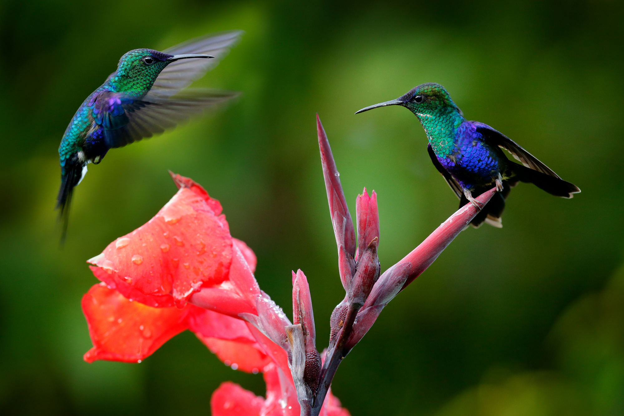 ¿Los colibríes tienen depredadores? Amenazas a tener en cuenta