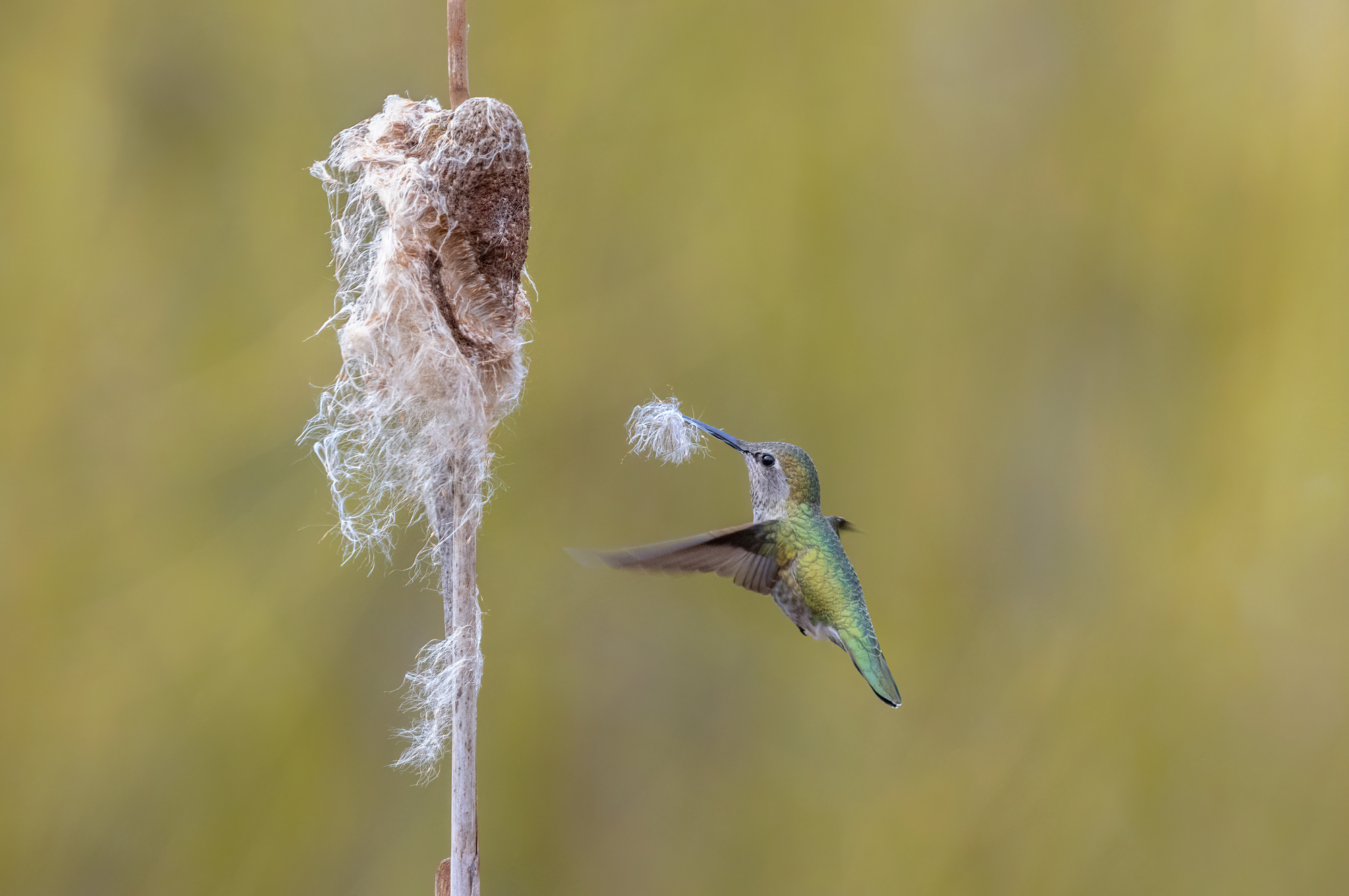 ¿Los colibríes usan casas para pájaros? ¡Más datos divertidos sobre el anidamiento!