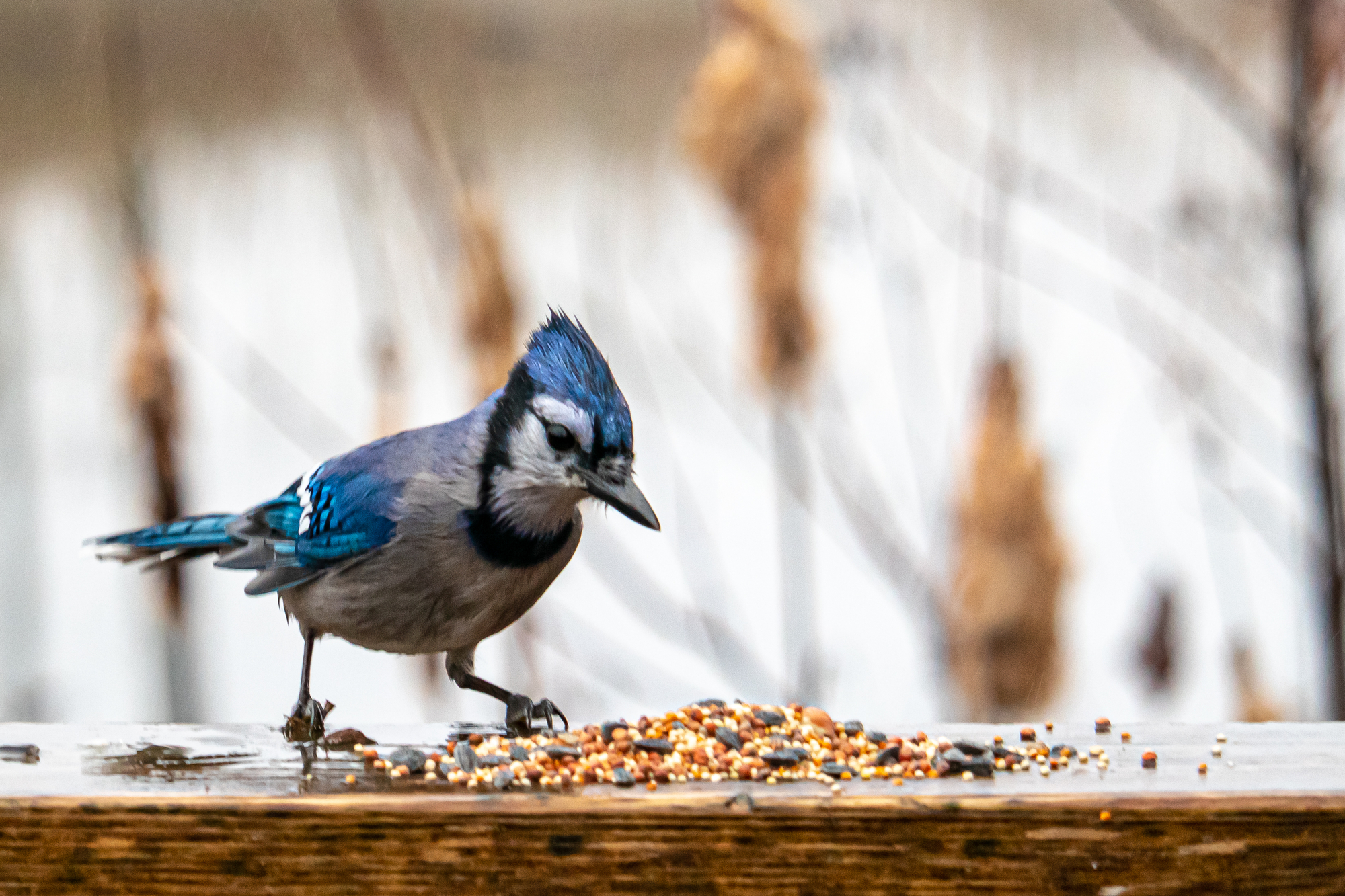 ¿Pueden las aves comer semillas de lino? Aquí están todos los beneficios para la salud