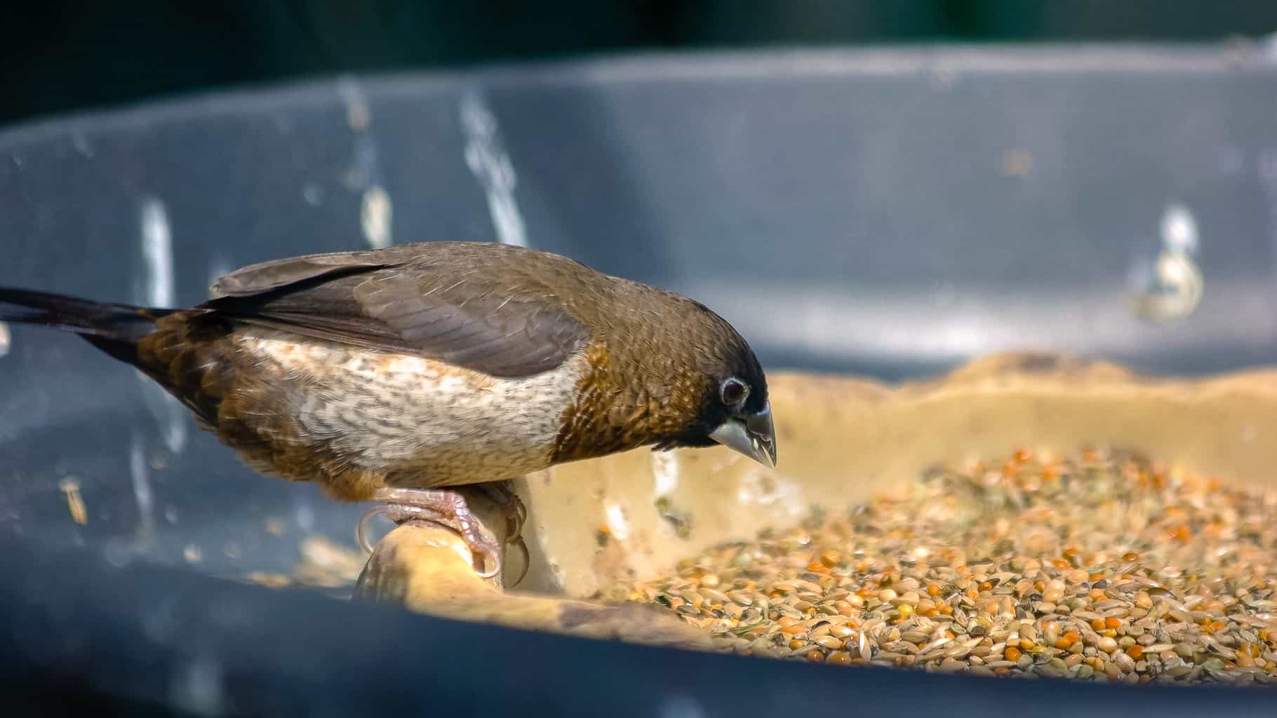 ¿Pueden las aves silvestres comer semillas de chía? La merienda saludable favorita de un pájaro