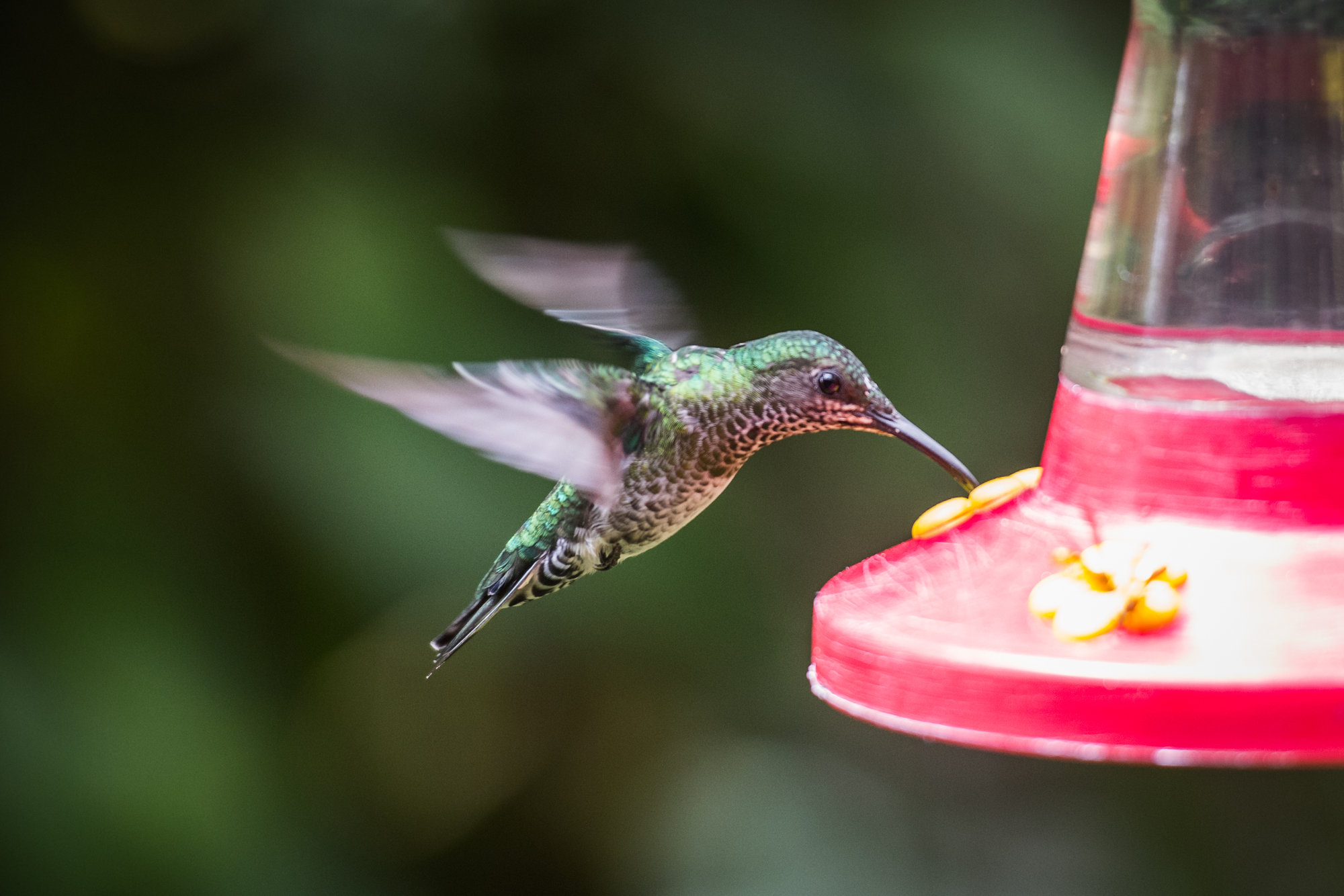 ¿Pueden los colibríes beber néctar frío? ¡Por qué o por qué no!