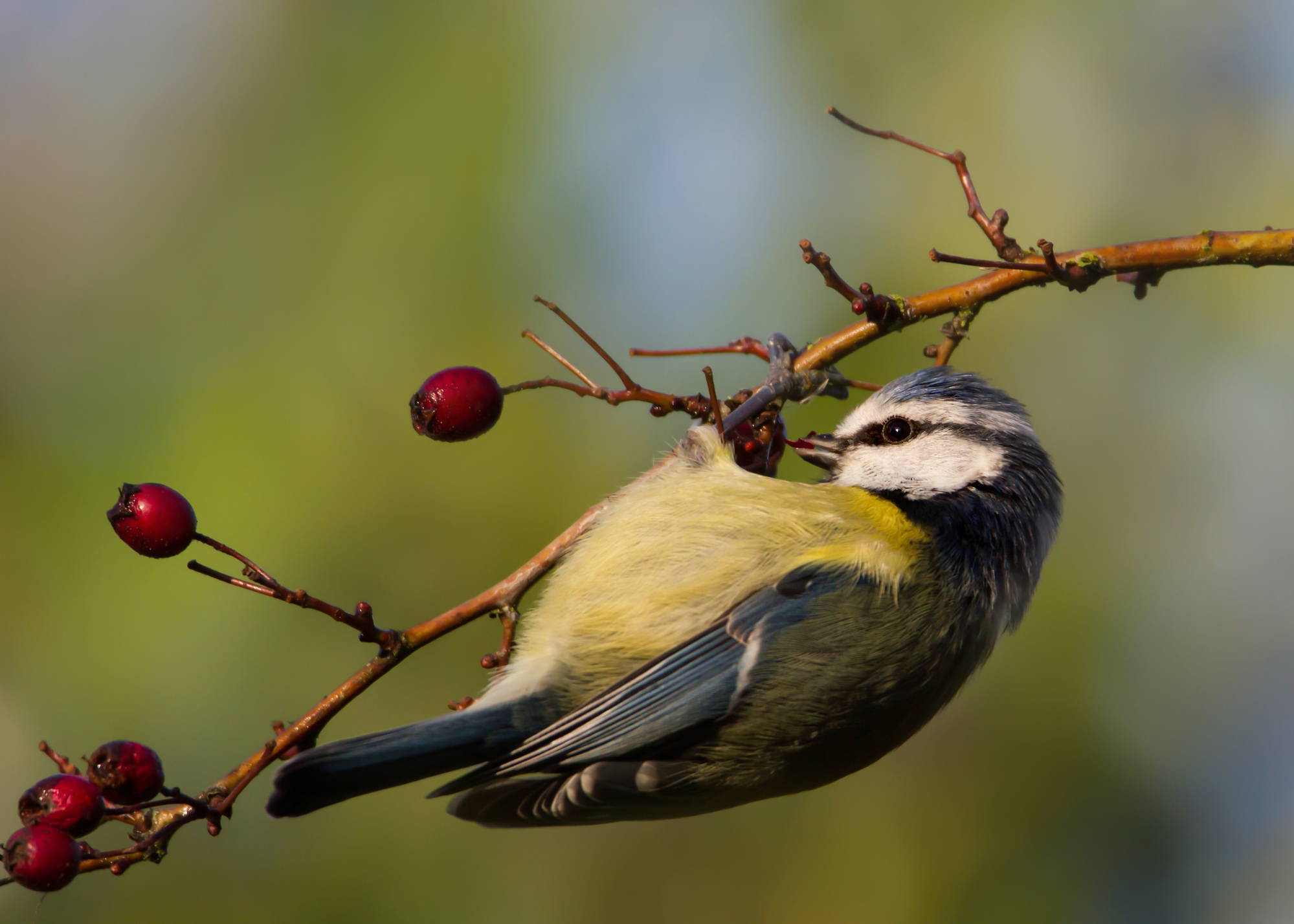 ¿Pueden los pájaros comer arándanos? Cómo ofrecer estas bayas agrias