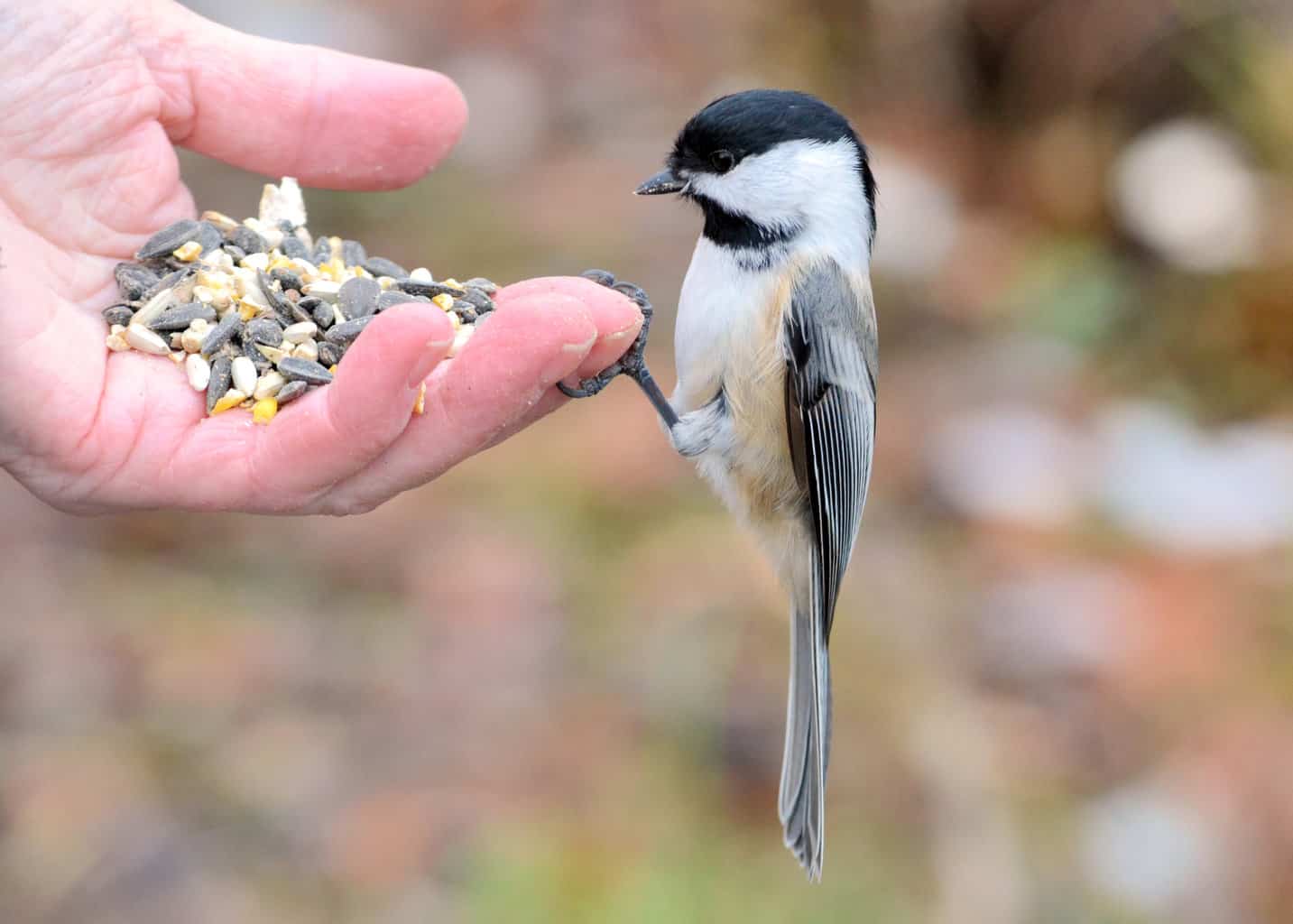 ¿Pueden los pájaros comer arroz? ¡Consejos sobre productos de arroz y seguridad de las aves!