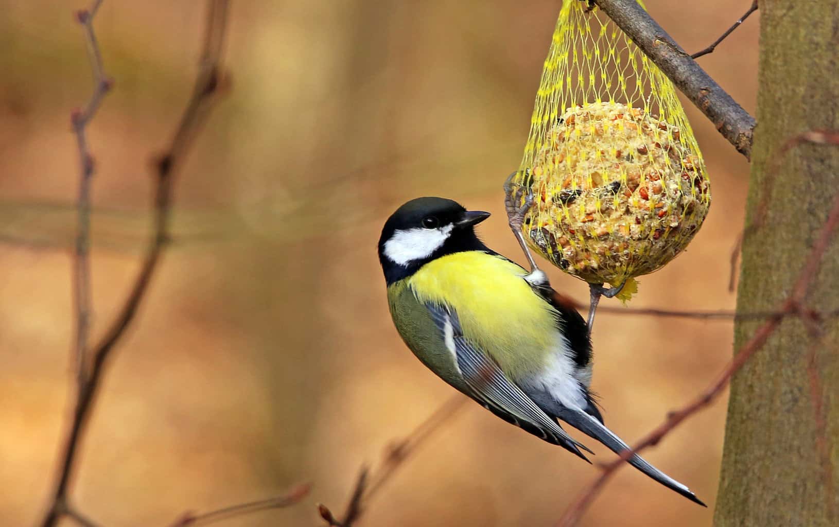 ¿Pueden los pájaros comer avena? ¡Una guía para alimentar a las aves de manera segura!