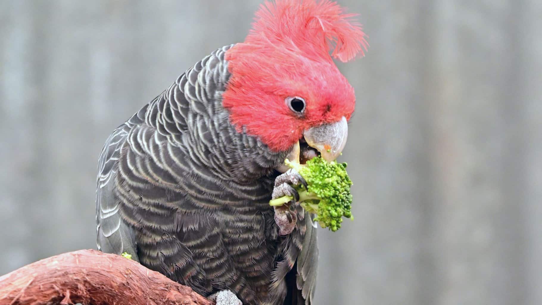 ¿Pueden los pájaros comer brócoli? Todo lo que necesitas saber