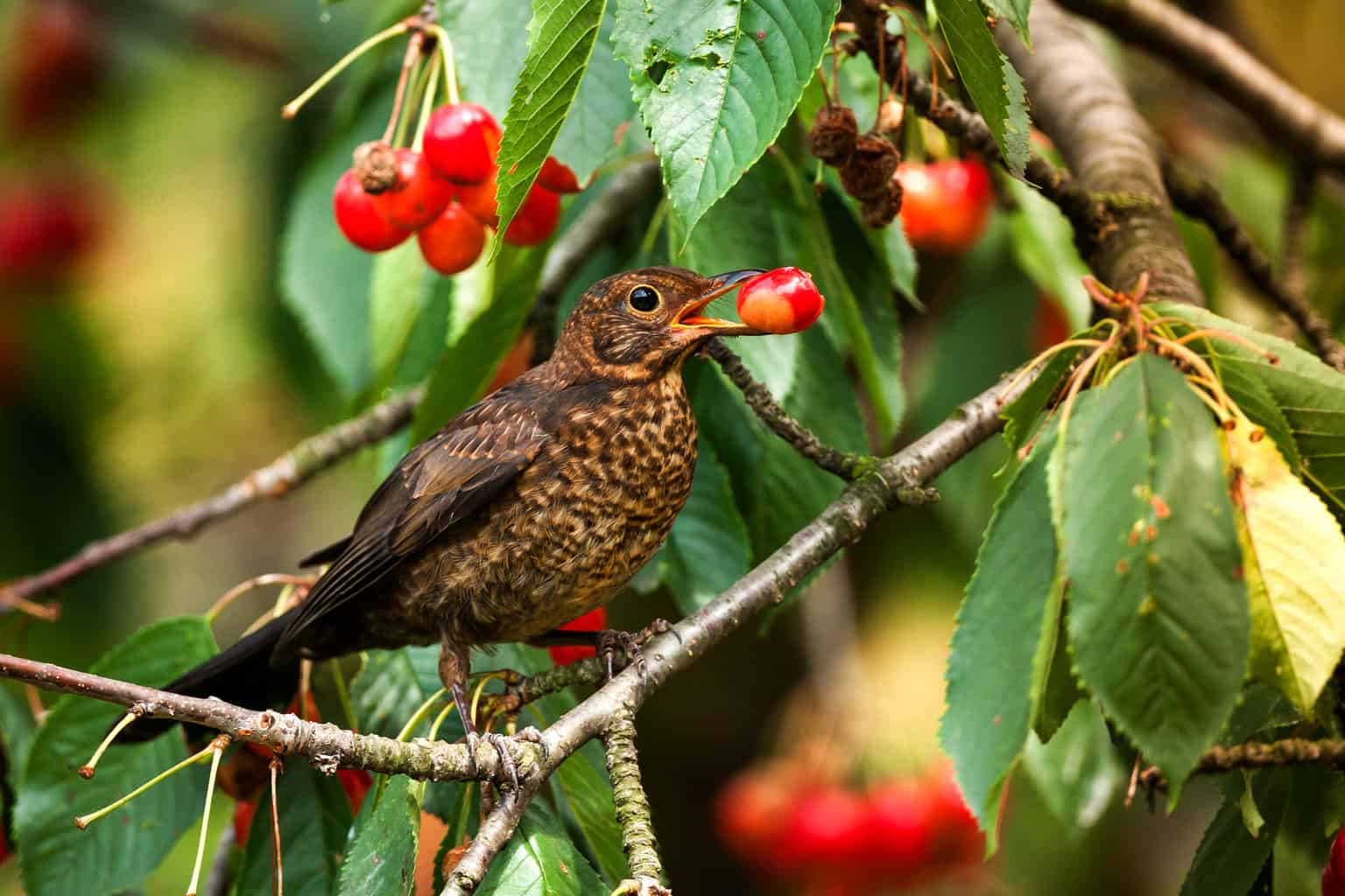 ¿Pueden los pájaros comer cerezas? ¡Todo lo que necesitas saber!