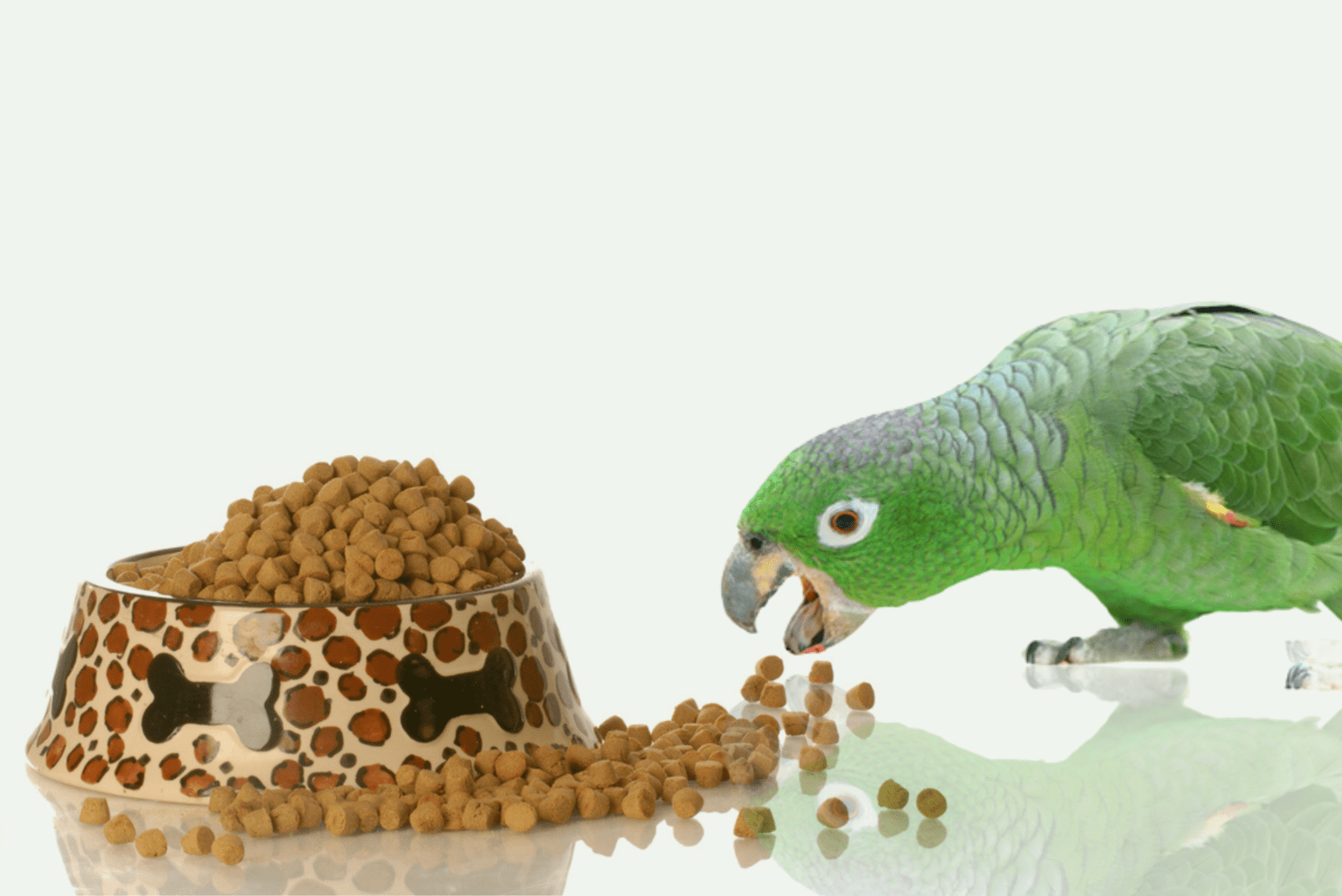 ¿Pueden los pájaros comer comida para perros? ¡Tenemos la respuesta!