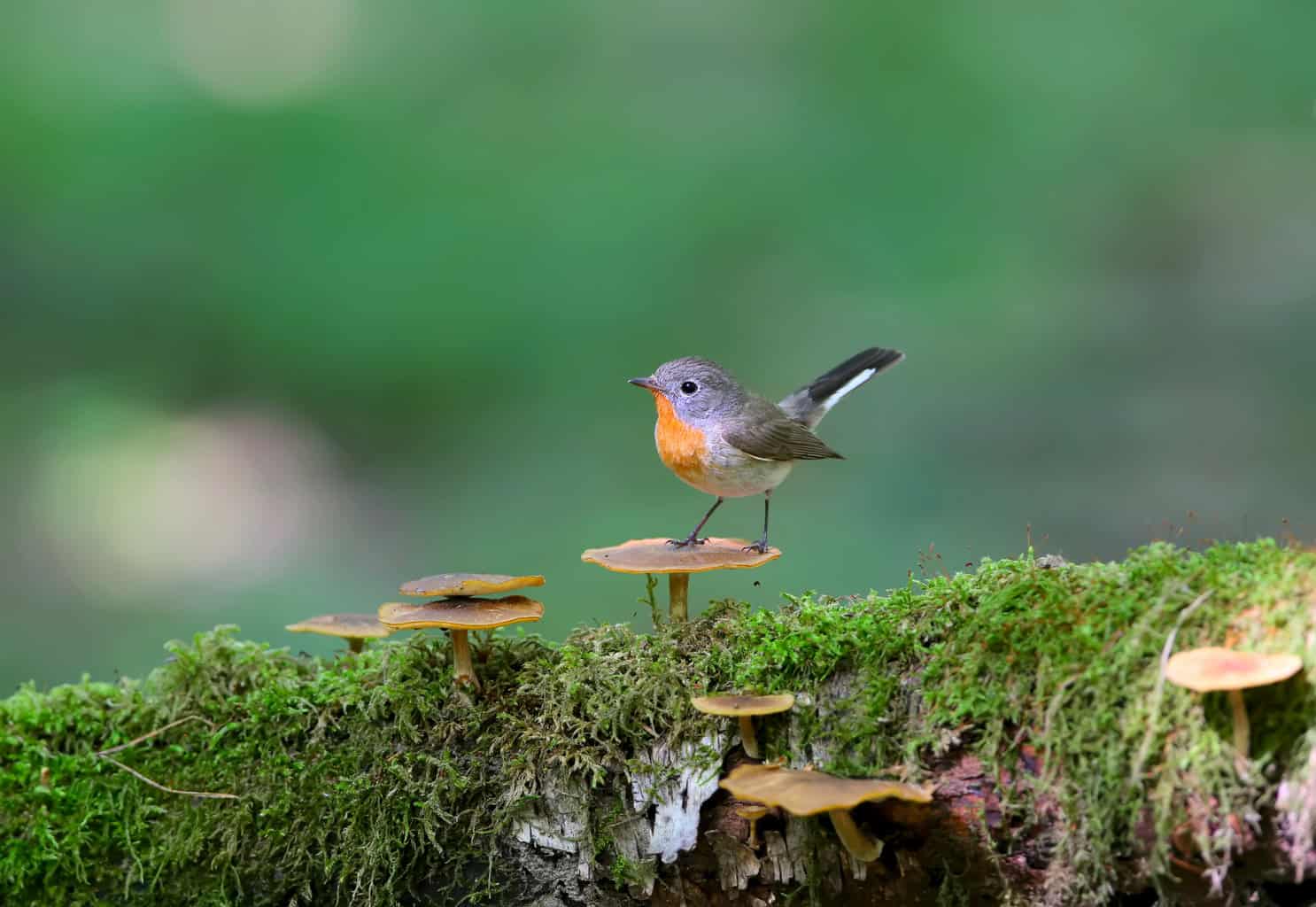 ¿Pueden los pájaros comer hongos? Una guía de hongos y aves silvestres
