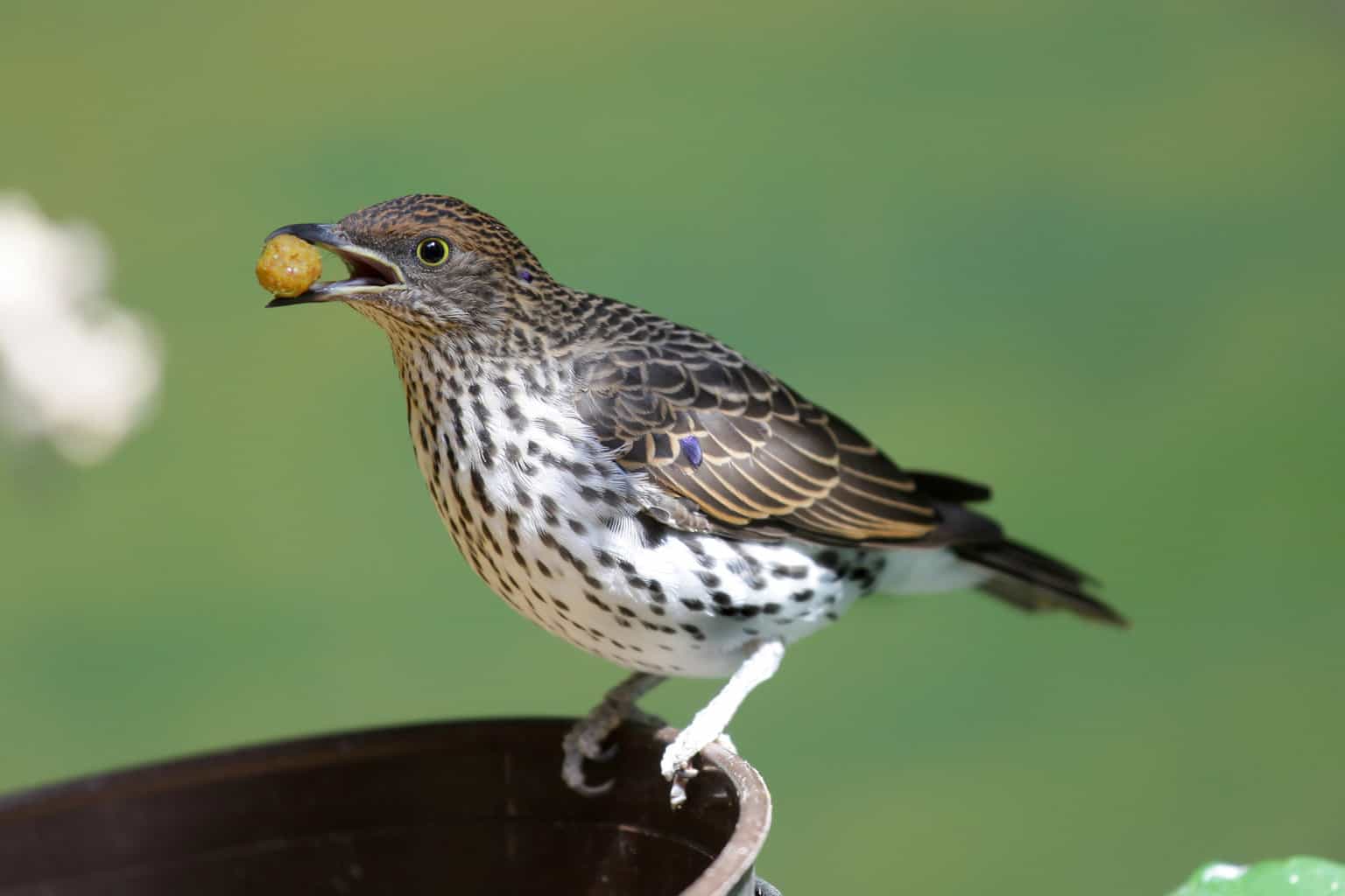 ¿Pueden los pájaros comer lentejas? Qué tipos debes dar a las aves