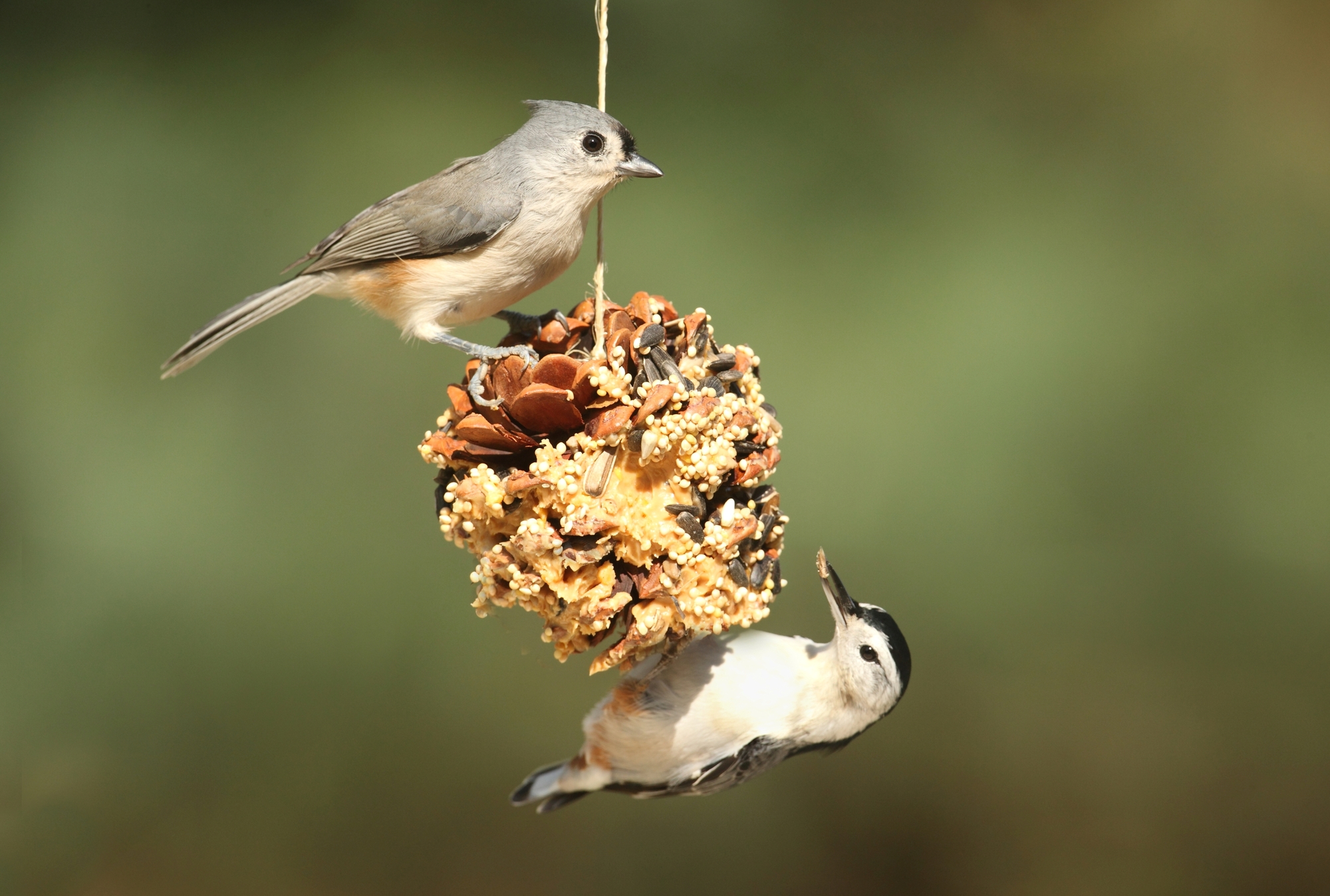 ¿Pueden los pájaros comer mantequilla de maní: mitos y realidades?